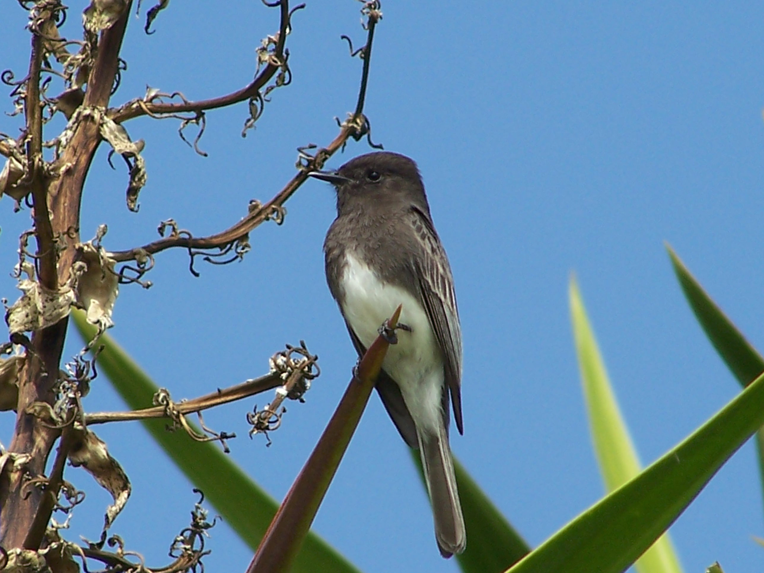 Black Phoebe, Sayornis nigricans